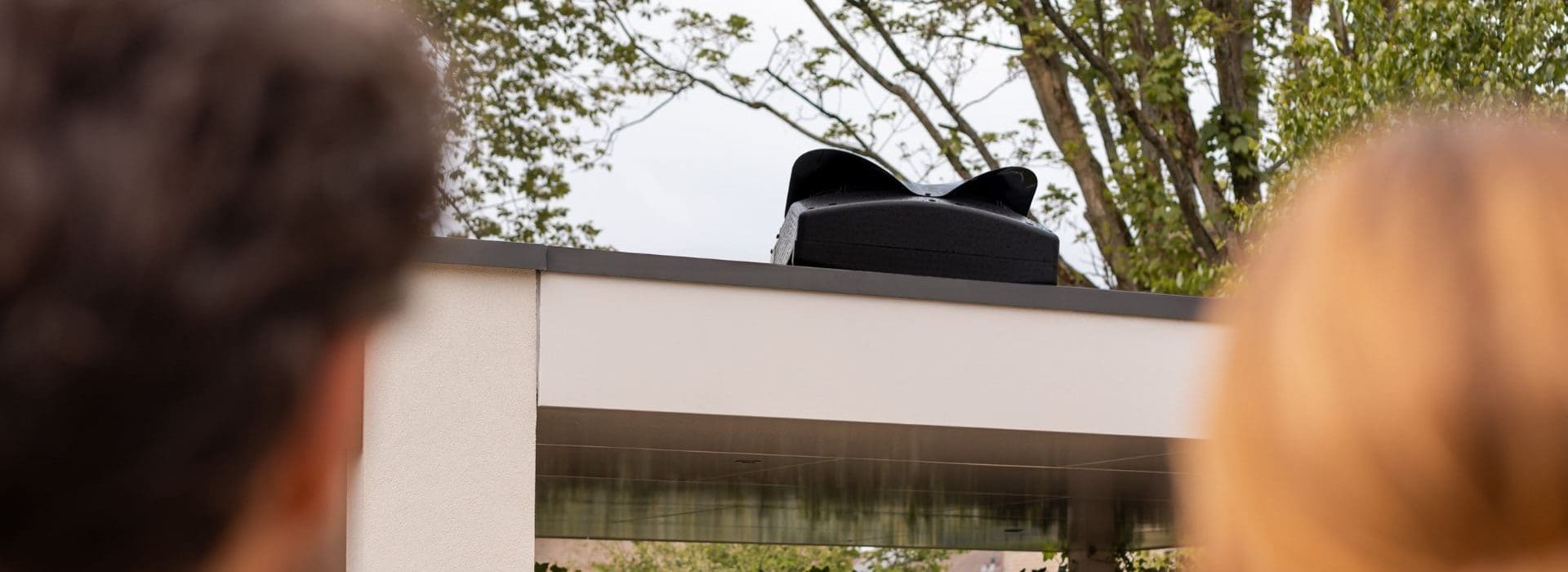 Blackbird op dak