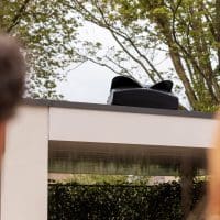 Blackbird op dak